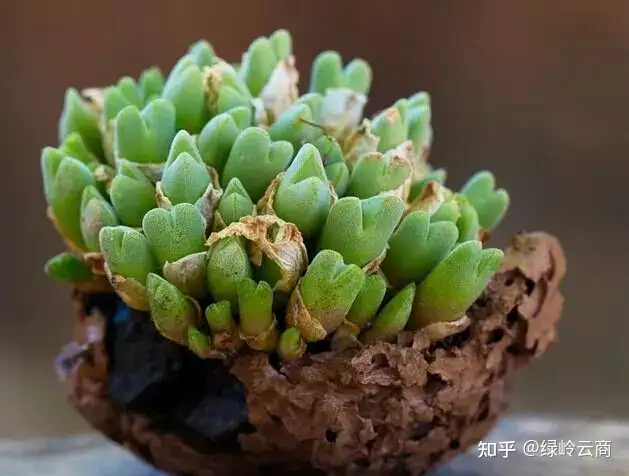 十种最省心植物 不用勤浇水 知乎