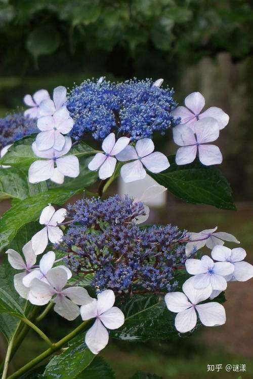 请问有人认识这是一朵什么花吗?