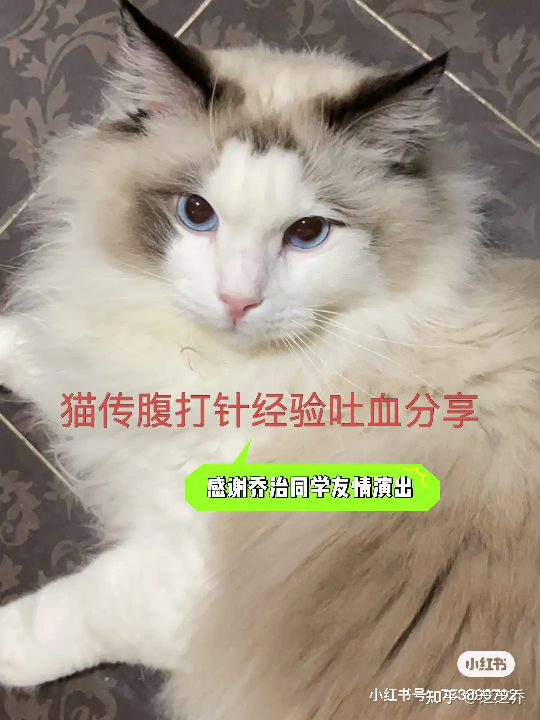 猫传腹打针经验吐血分享 知乎