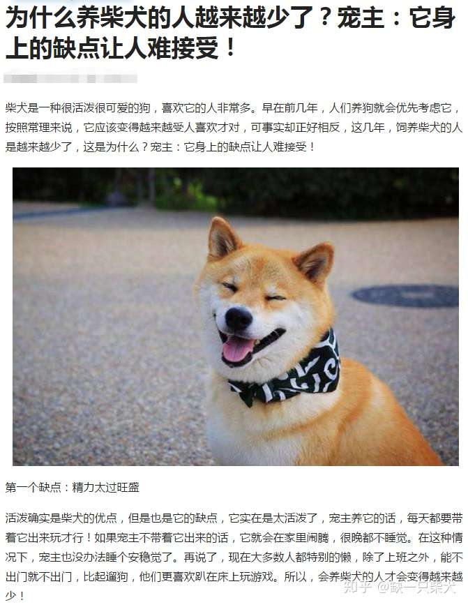 柴犬真的像网上说的有那么多缺点吗 真正的养柴人是这样说的 知乎