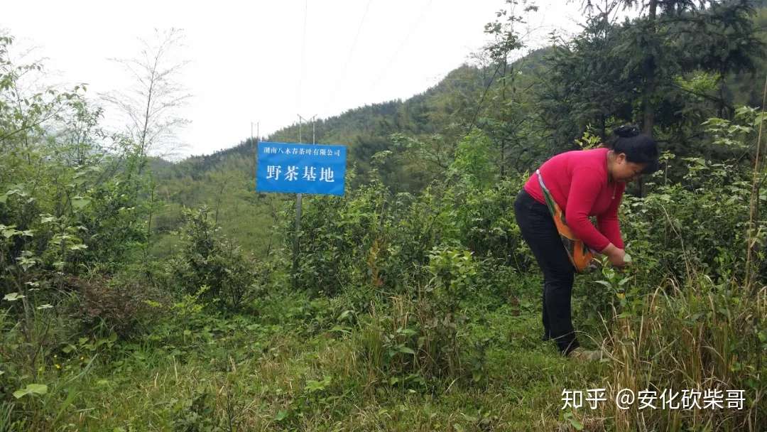 安化黑茶的功效 恰哒八木春黑茶 饿死郎中屋里牙什么意思 知乎