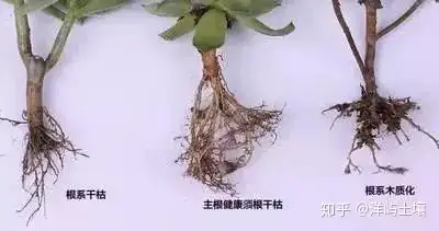 促进植物根系生长的要点 知乎