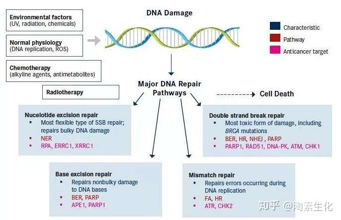 dna损伤修复揭示抗癌新疗法 内含福利 知乎