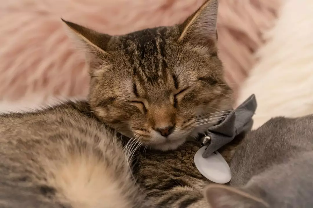 猫咪得了慢性肾病 日常怎么吃 知乎
