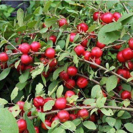 钙果,原名欧李,是中国果树专家杜俊杰教授历经近三十年时间,从野生