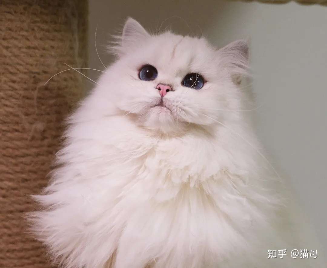 最近猫母也被猫咪皮肤病所困扰 头大 知乎