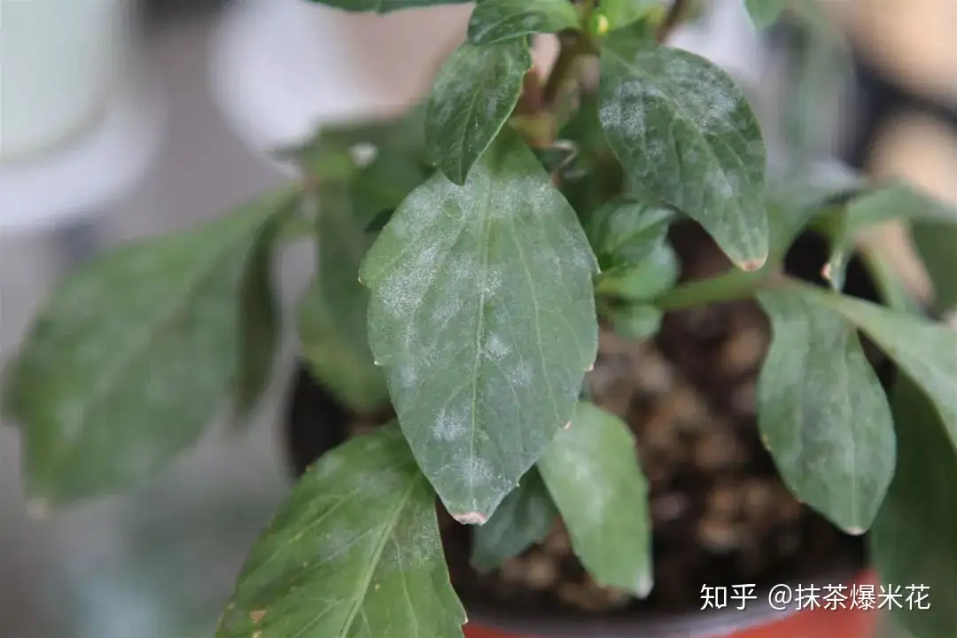 养花必看 园艺小知识 23 病害 白粉病 知乎