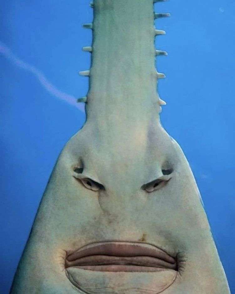 宽吻鲨鱼图片