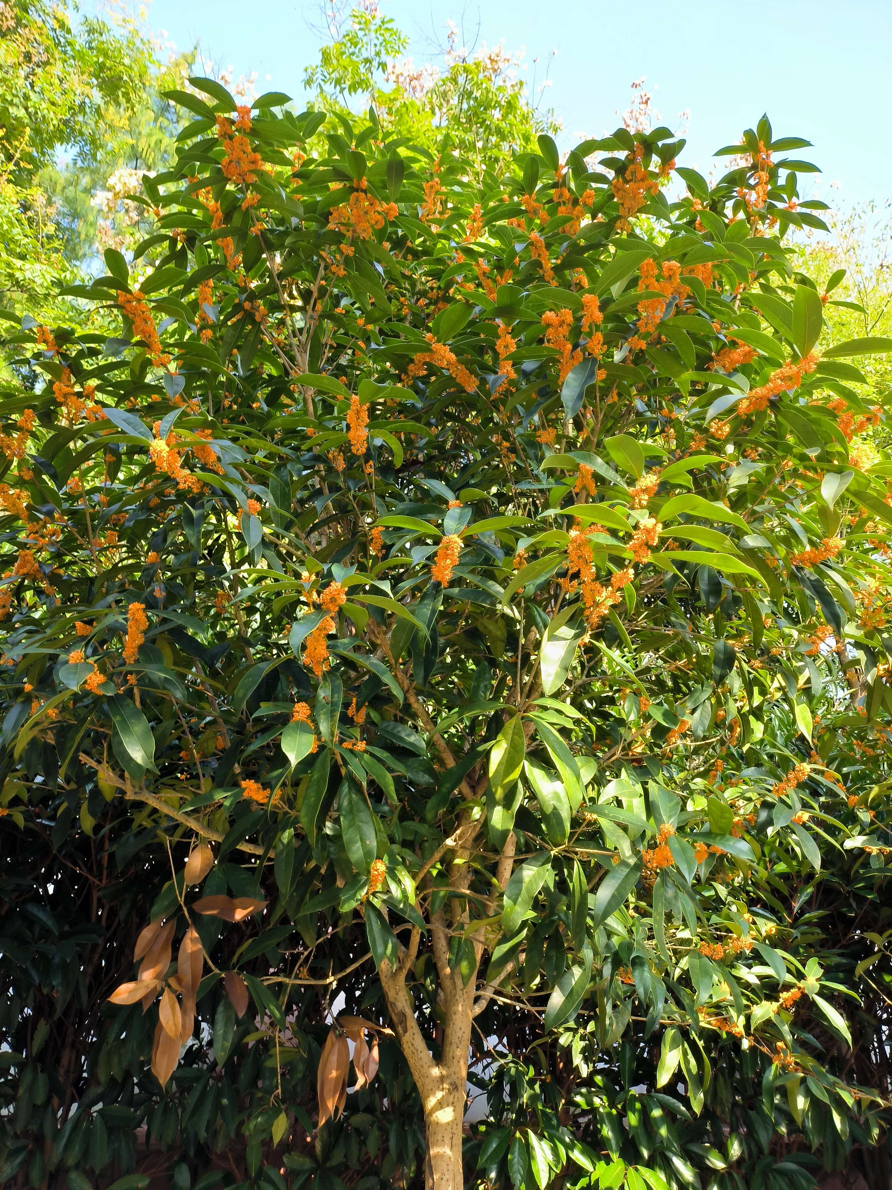 凝聚 的想法: 徜徉在桂树林 | 中秋时节,徜徉在桂树林… - 知乎