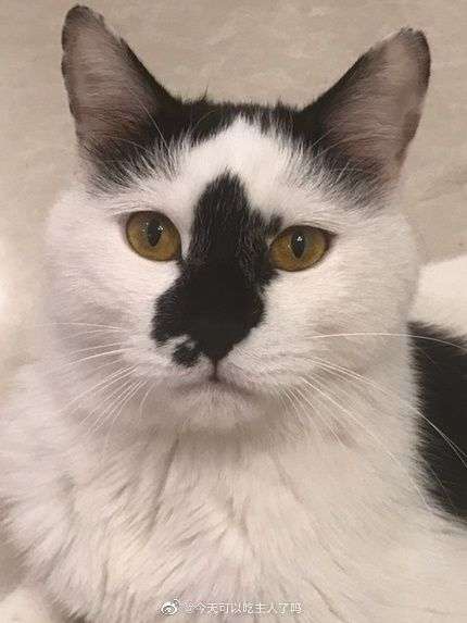 请问猫咪的下巴变长尖嘴猴腮的是怎么回事