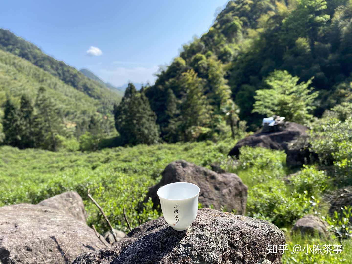 只有菜茶做成的白茶 才是正宗 这个认识误区 难怪喝不懂白茶 知乎