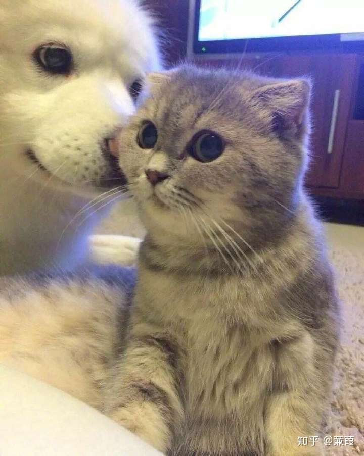 有什么猫狗的情侣头像? - 知乎
