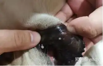 狗狗口腔菜花瘤是太可怕了一周长了一个