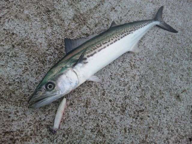 这只叫鰆的鱼 最好吃的季节可能不是春天 知乎