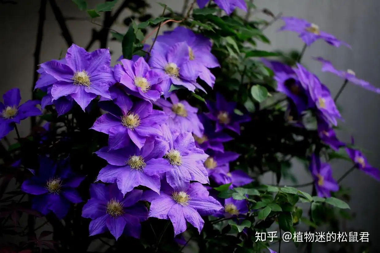 花卉市场的植物养的那么好，为什么买回来就翻脸了？ - 知乎