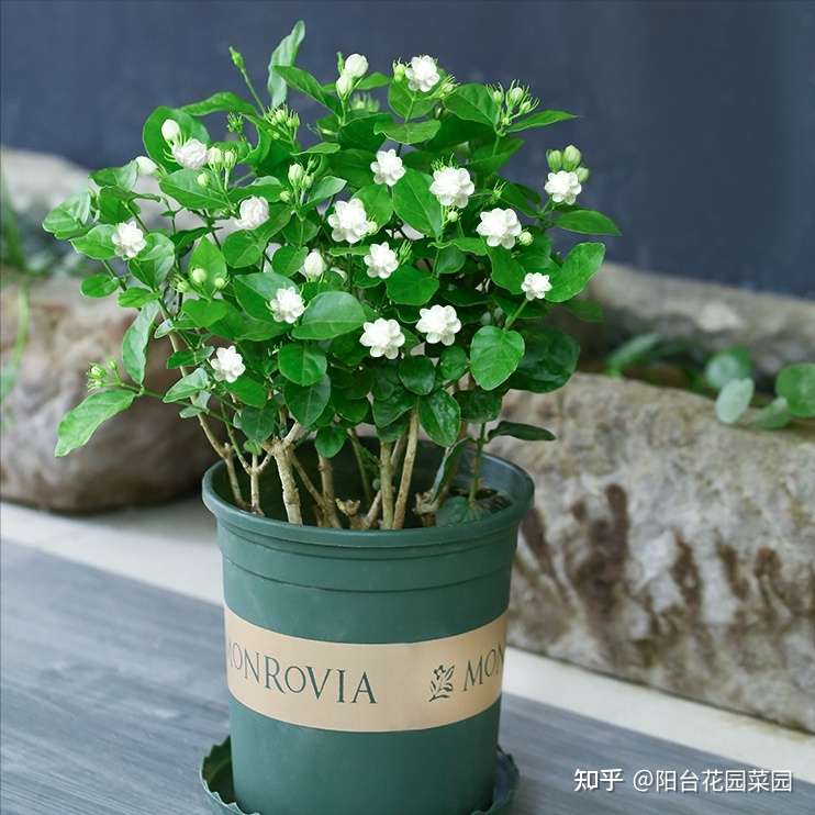 养茉莉栀子花 千万别用2种土 用了就黄叶 养一盆死一盆 知乎