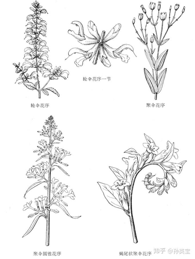 植物科学绘画之花序的绘画方法 知乎