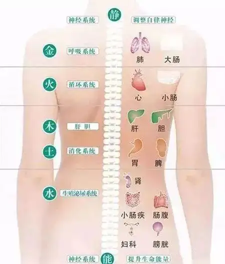 奔走相告(春天养背的重要性)春季养背2023已更新(最新消息)-第2张图片-鲸幼网 奔走相告(春天养背的重要性)春季养背2023已更新(最新消息)-第2张图片-鲸幼网
