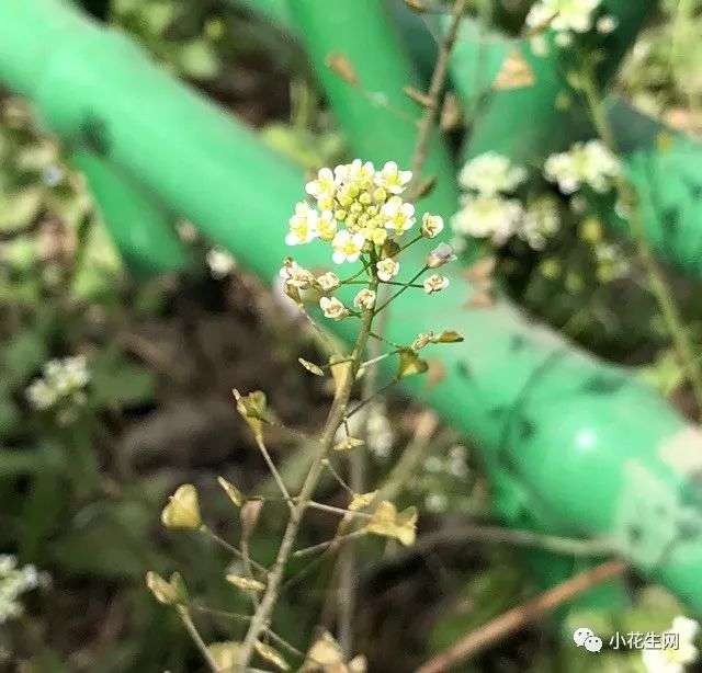 春夏游玩 咱们身边最常见的60种野花 一次带你认个全 知乎