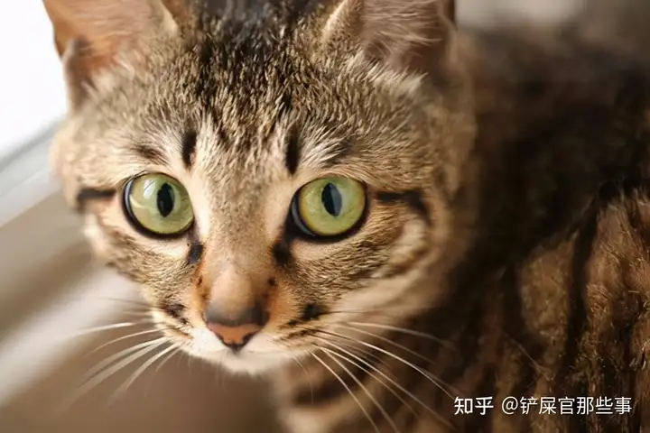 狸花猫明明这么“优秀”，为什么这么少人养？