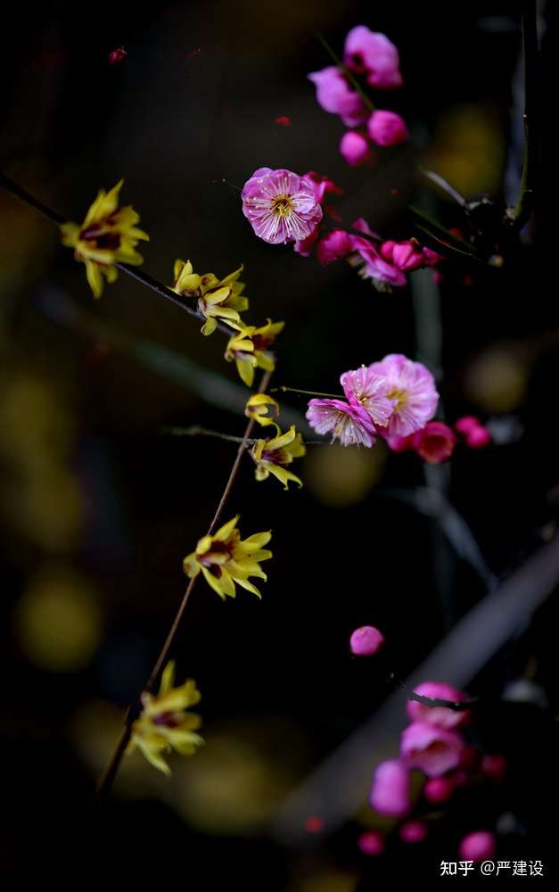 拍梅偶拾 严建设 遥见双鸟戏 缭乱万花丛 近前定睛看 花在鸟无踪 知乎