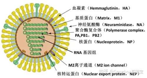 全球首次发现人感染 h5n8 型禽流感病毒,这是一种怎样的病毒?