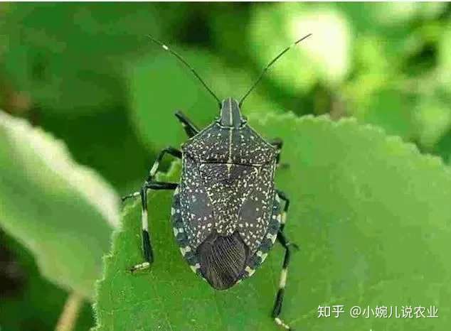 农村常见的臭板虫卖700一斤 你知道它有什么作用吗 知乎