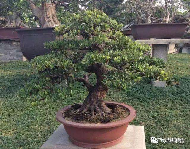 我是雕刻师 罗汉松要想美 该如何施肥 知乎