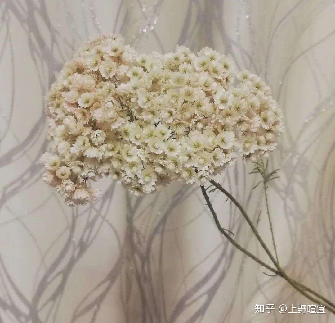 澳洲米花 爆米花 我从远方来 知乎