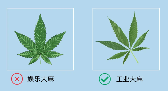 全球各国关于大麻的法律规定你了解吗 知乎