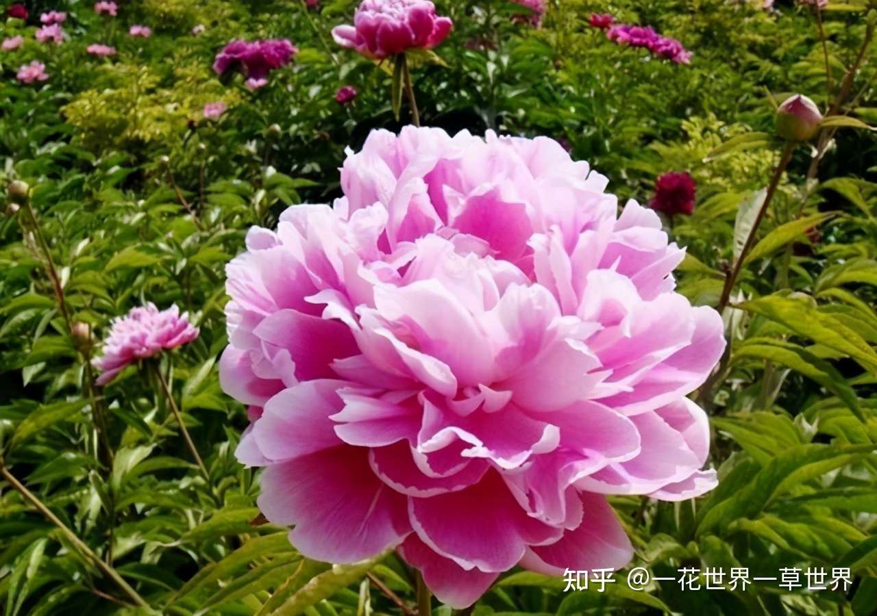 中国芍药平台 知乎