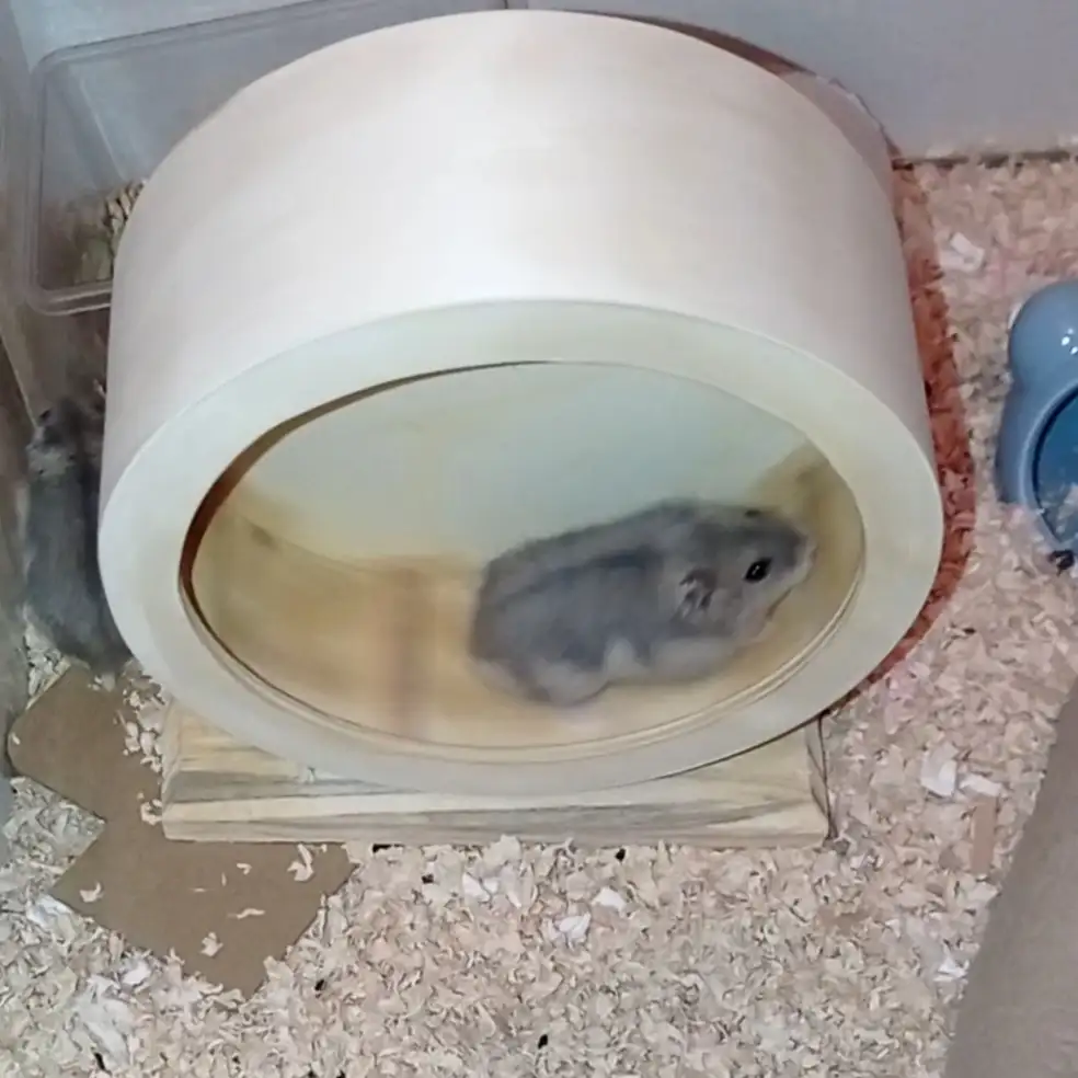 仓鼠养育指南 纯新手 小白 向 知乎