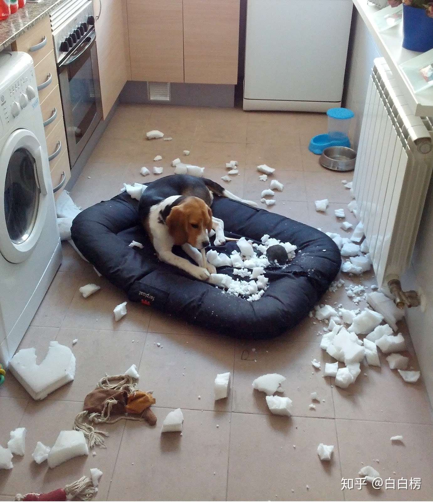 如何根除狗狗的分离焦虑症 知乎