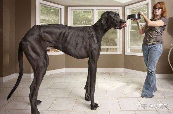 你见过最大的狗狗有多大 知乎
