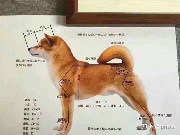 优质柴犬的标准 新手必备 知乎