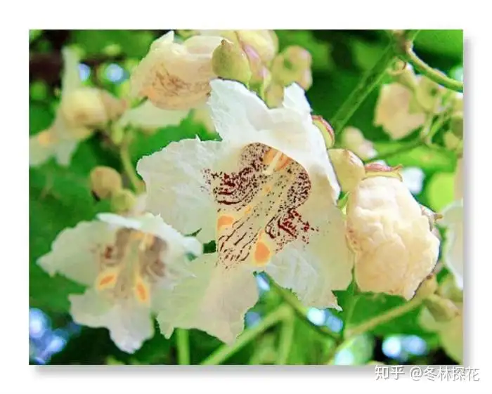 6月1日的生辰花 梓树花 知乎 6月1日的生辰花 梓树花 知乎