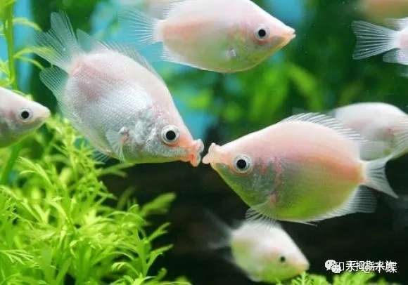 接吻鱼为什么接吻 知乎