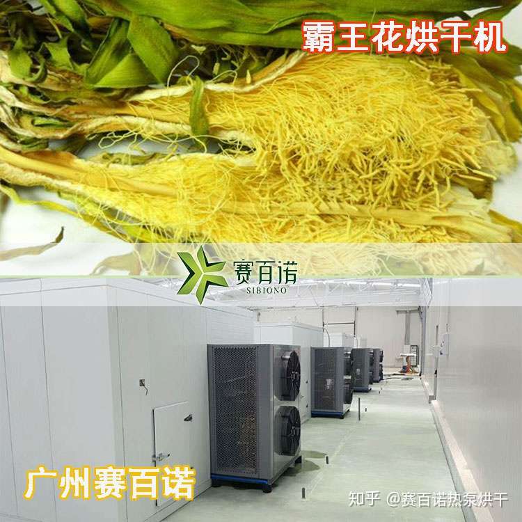 霸王花火龙果花需适时采收 用烘干机干燥加工处理 知乎