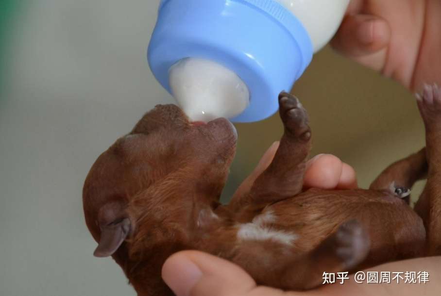 幼犬一般什么时候断奶 这些知识 建议铲屎官了解一下 知乎