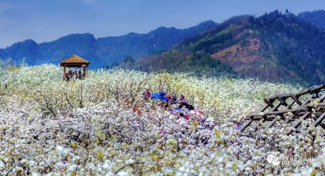 葛仙山的花开艳了 知乎