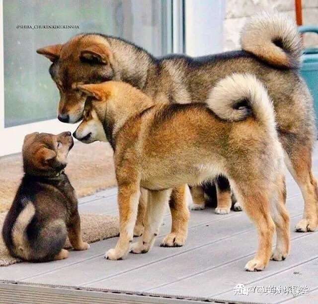 柴犬之胡麻柴 胡麻柴的秘密你都了解吗 知乎