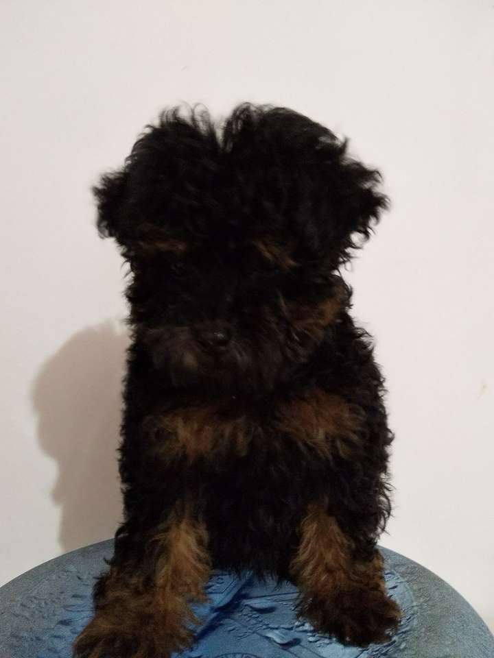 杂斑泰迪能产下纯色狗狗吗