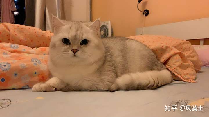 银渐层种公借配北京海淀