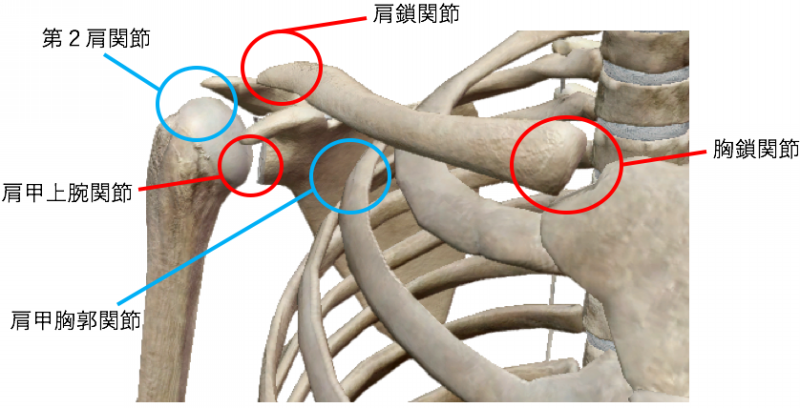 你能在网上看到最干的干货 如何使用肩肱节律处理肩痛 知乎