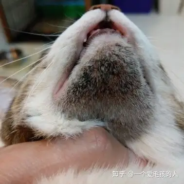 猫咪黑下巴擦不干净怎么办