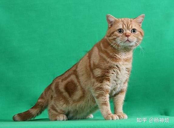 红虎斑田园猫图片