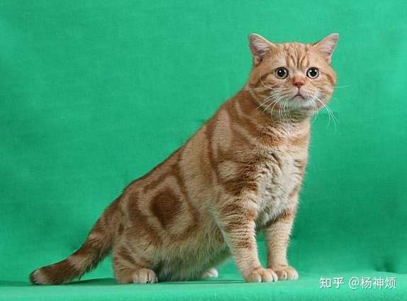 这个是红虎斑猫吗?