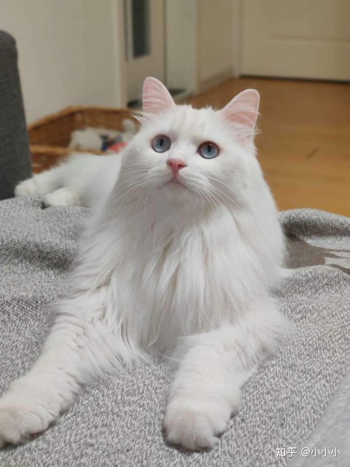 500块钱买的猫猫,不知道是什么品种,妈妈是蓝白,可以有人看看这像什么
