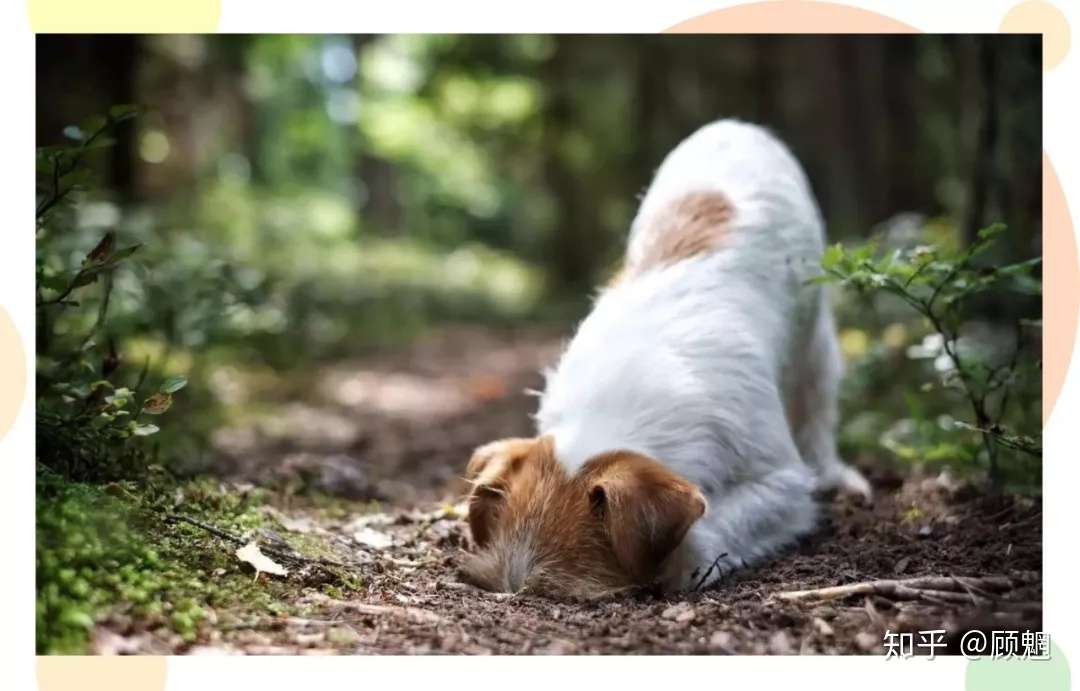 夏日常见的皮肤病 你家狗子被缠上了吗 知乎