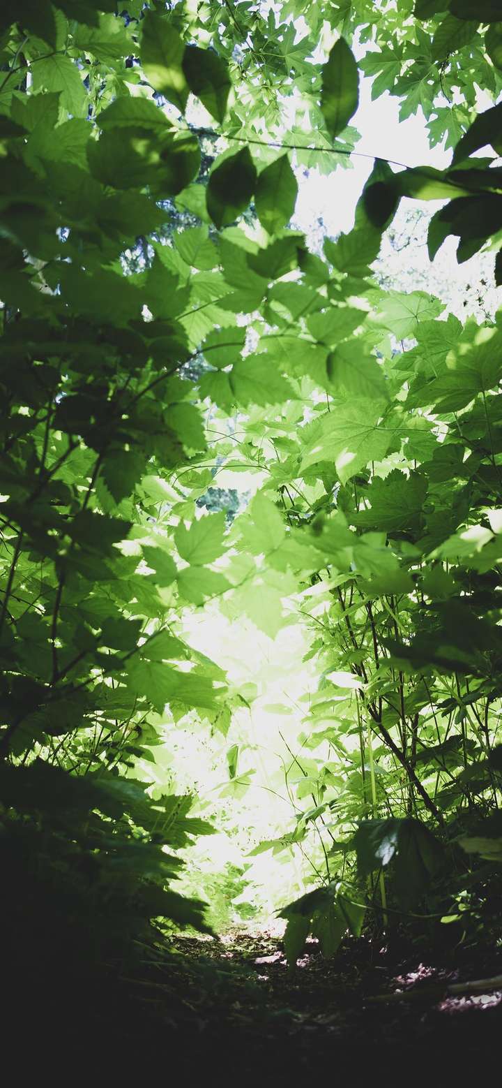 绿意盎然的壁纸